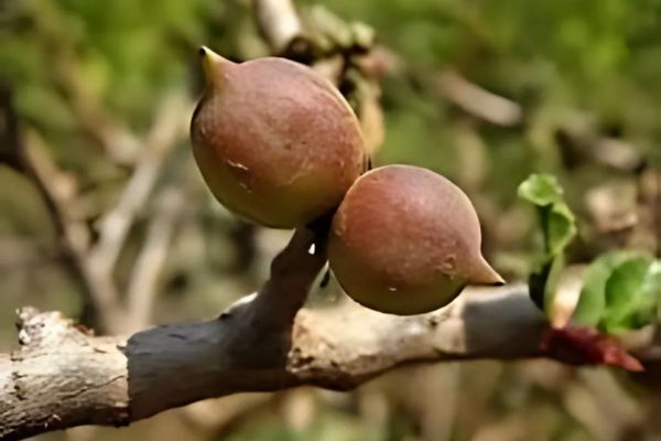 herbs like Guggulu